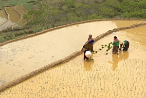 Images Dated 15th May 2008: Flower Hmong ethnic group women working in the rice field, Bac Ha area, Vietnam, Indochina