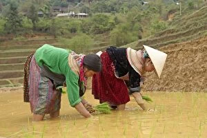 Images Dated 15th May 2008: Flower Hmong ethnic group women working in the rice field, Bac Ha area, Vietnam, Indochina