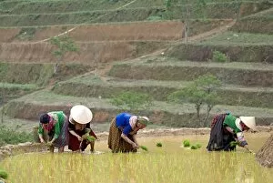 Flower Hmong women working in the rice field, Bac Ha area, Vietnam, Indochina, Southeast Asia, Asia