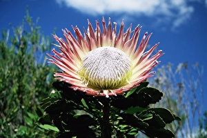 Botanical Garden Prints: Flower of the king protea