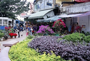 Flower market, Mong Kok, Kowloon, Hong Kong, China, Asia