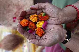 Typically Indian Gallery: Flower offering during Hindu prayer, Mathura, Uttar Pradesh, India, Asia
