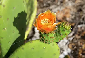 Petals Prints: Flower of opuntia ficus-indica (prickly pear) cactus crop for cochineal production