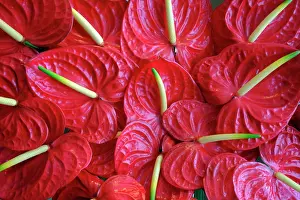 Gardening Prints: Flower shop. Tropical flowers. Close up of red anthurium. Ho Chi Minh city. Vietnam