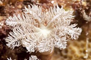 Flower soft coral (Clavularia sp.), Sulawesi, Indonesia, Southeast Asia, Asia
