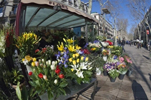 Flower Stall Prints: Flower stall on Las Ramblas, Barcelona, Catalunya, Spain, Europe