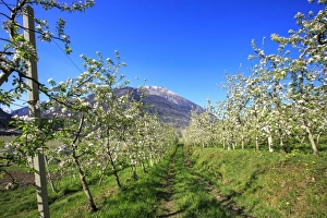 Flowering apple orchards, Villa of Tirano, Province of Sondrio, Valtellina, Lombardy