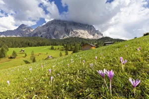 Wild Flower Prints: Flowering of autumnal Crocus Nivea. La Valle / La Val / Wengen Badia Valley, South Tyrol