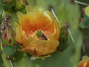 Texas Prints: A flowering blind pricklypear cactus (Opuntia rufida)
