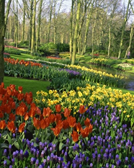 Gardens Prints: Flowering bulbs on display at the Keukenhof Gardens in Lisse, Holland, Europe