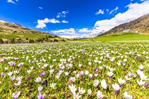 Flowering of Crocus nivea in Val Radons (Radons Valley), Albula region, Canton of Grisons