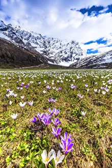 Flowering of Crocus nivea in Val Radons (Radons Valley), Albula region, Canton of Grisons