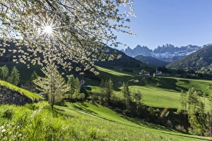 Flowering frames the village of St. Magdalena and the Odle group, Funes Valley, South Tyrol