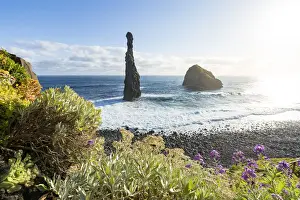 Flowering plants framing the sea stack rocks of Ilheus da Rib and Ribeira da Janela