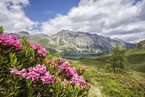 Rhododendron Ferrugineum Prints: Flowering rhododendrons and in the background the blue alpine lake, Fedoz Valley
