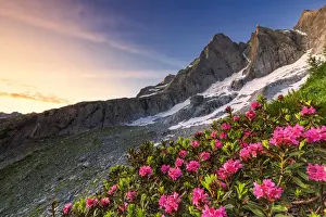 Moritz Prints: Flowering rhododendrons with the famous Pizzo Badile in the background at sunrise