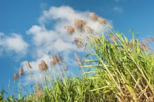 Flowering Prints: Flowering sugarcane near Saint-Francois, Grande-Terre, Guadeloupe