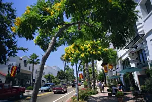Santa Barbara Prints: Flowering trees line the sidewalks of State Street in Santa Barbara
