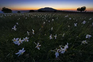 Marche Prints: Flowers blooming on Mount Petrano by night, Apennines, Marche, Italy, Europe