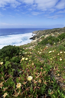 Flowers on cliff top