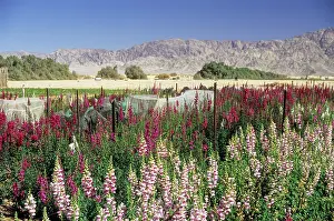 Gardening Prints: Flowers fields cultivated by the kibbutz Yotvata