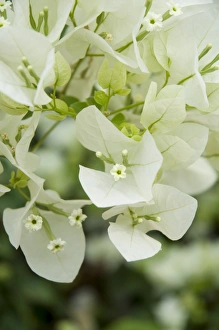 Flowers, Goa