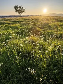 Sunbeam Prints: Flowers, grass and lone Hawthorn tree in evening sunlight