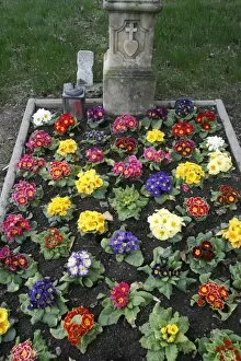 Images Dated 19th February 2007: Flowers on a grave, Vienna, Austria, Europe