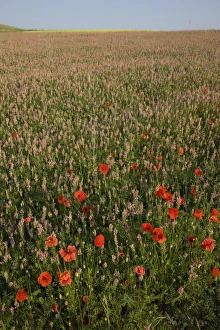 Norcia Prints: Flowers, Highland of Castelluccio di Norcia, Norcia, Umbria, Italy, Europe