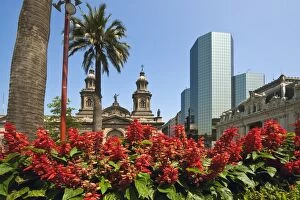 Flowers, the Metropolitan Cathedral dating from 1745 and modern glass tower block on the Plaza de Armas, Santiago