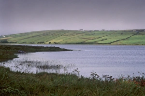 Connacht Prints: Flowers and mist, Carrowmore lake, County Mayo, Connacht, Republic of Ireland, Europe