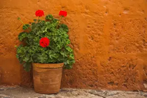 Arequipa Prints: Flowers, Santa Catalina Monastery (Convento de Santa Catalina) (St