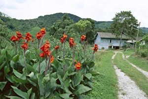 Flowers at Sungai Palas Tea Estate
