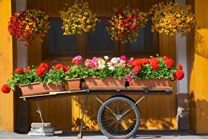 Hanging Basket Prints: Flowers on trolley, Arabba, Belluno Province, Trento, Italy, Europe