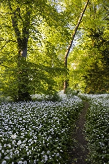Flowers in a woods near Badbury Hill, Oxford, Oxfordshire, England, United Kingdom, Europe