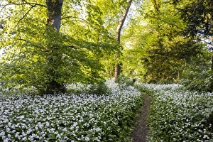 Oxford Prints: Flowers in a woods near Badbury Hill, Oxford, Oxfordshire, England, United Kingdom, Europe