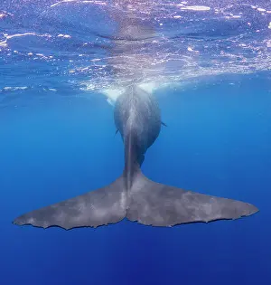 The flukes of an adult female sperm whale (Physeter macrocephalus) swimming underwater, Roseau, Dominica, Windward Islands, West Indies, Caribbean, Central America