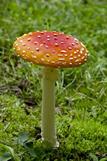 Images Dated 18th August 2009: Fly agaric (fly amanita) (Amanita muscaria), Wasilla, Alaska, United States of America