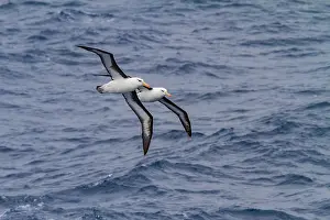 Feathers Prints: Flying black-browed albatross glides above ocean waves in the Drake Passage near Antarctica during the daytime