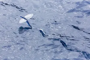 Flying fish from the family Exocoetidae taking flight near White Island, North Island, New Zealand, Pacific
