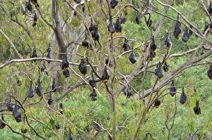 Flying foxes resting in tree, Yarra Bend Park, Melbourne, Victoria, Australia, Pacific