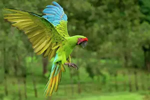 Rica Prints: Flying Great Green Macaw (Grand Military Macaw) (Ara ambiguus), Costa Rica