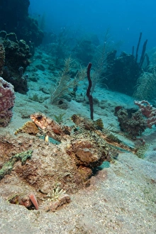 Flying gurnard (Dactylopterus volitans), one male and one female, Dominica, West Indies, Caribbean, Central America