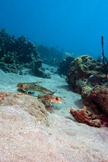 Seabed Prints: Flying gurnard (Dactylopterus volitans)