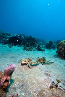 Flying gurnard (Dactylopterus volitans), one male and one female, Dominica, West Indies, Caribbean, Central America