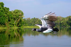 Spread Wings Prints: Flying Horned Screamer (Anhima cornuta)