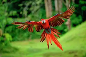Rica Prints: Flying Hybrid Scarlet x Great Green Macaw (Ara macao x militaris), Costa Rica