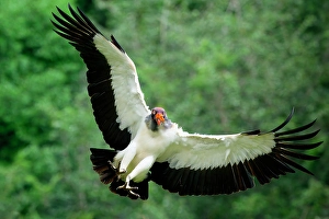 Raptor Prints: Flying King vulture (Sarcoramphus papa), Costa Rica