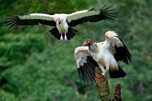 Raptor Prints: Flying King vulture (Sarcoramphus papa), Costa Rica