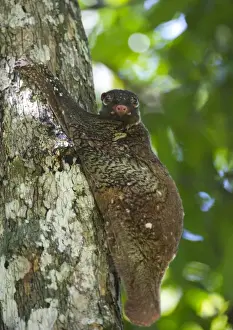 Sarawak Prints: Flying lemur (gliding lemur) (Galeopterus variegates) in Bako National Park near Kuching